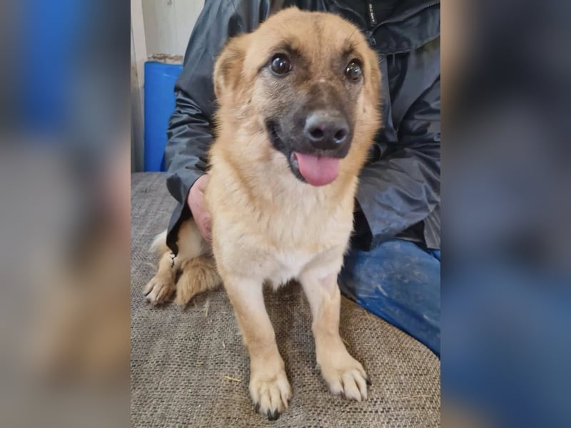 Super sanfte Pfötchengeberin Ava