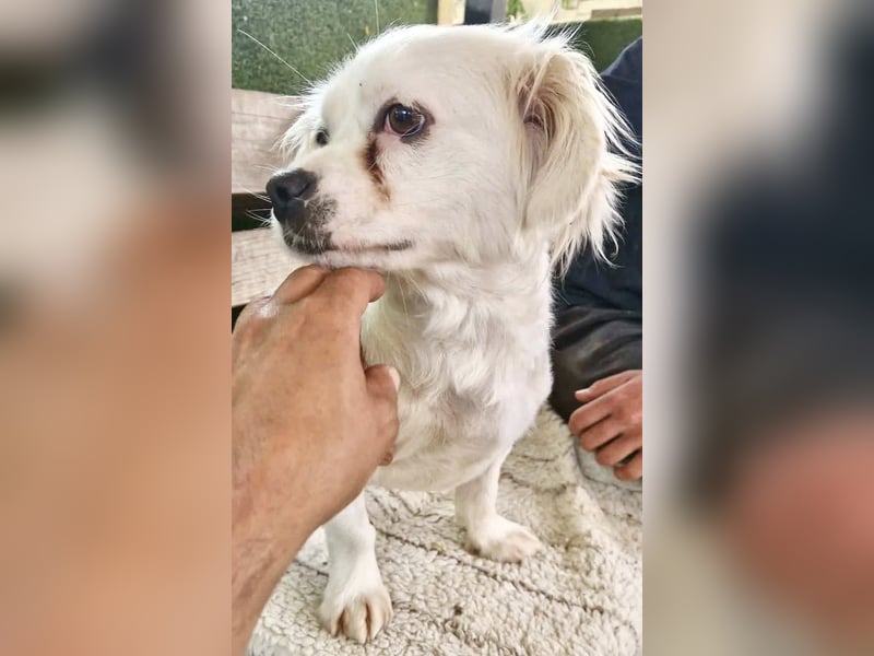 Ulli– kleiner Herzensbrecher sucht sein Glück