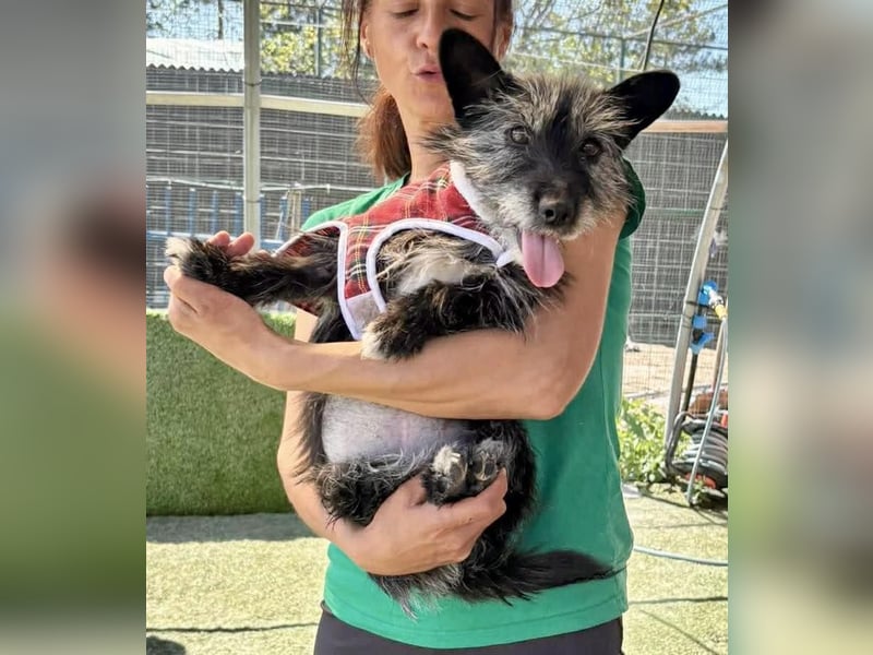 Katzenverträgliches Minimäuschen Finja