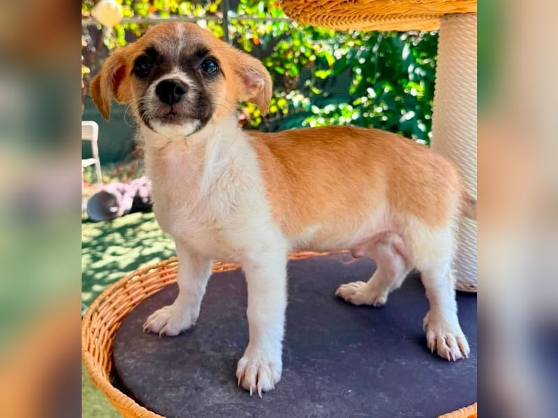 Teddy, kleinbleibender Welpenjunge sucht seine Familie