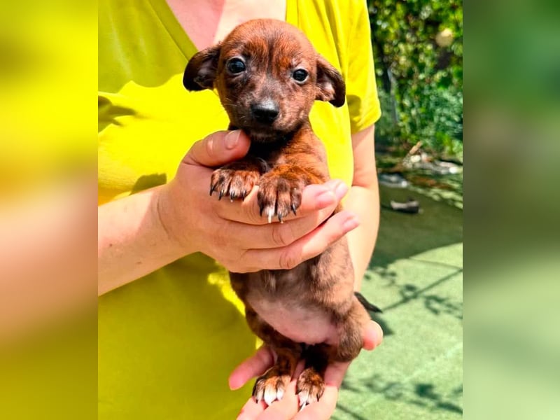 Nisha, kleines Mädchen sucht ihr großes Glück