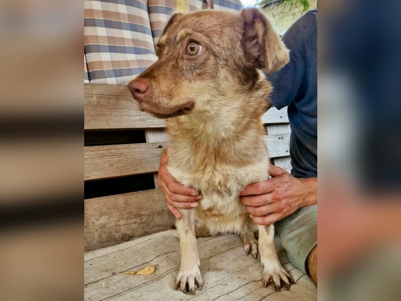 Sanfte Bambi sucht Menschen, die ihre Seele heilen