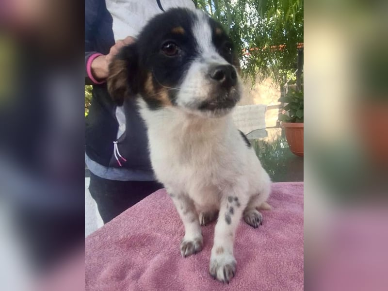 Angelo – kleiner Herzensbrecher sucht seine Familie