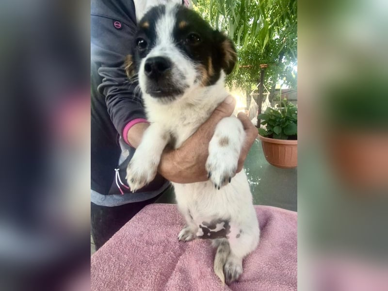Angelo – kleiner Herzensbrecher sucht seine Familie