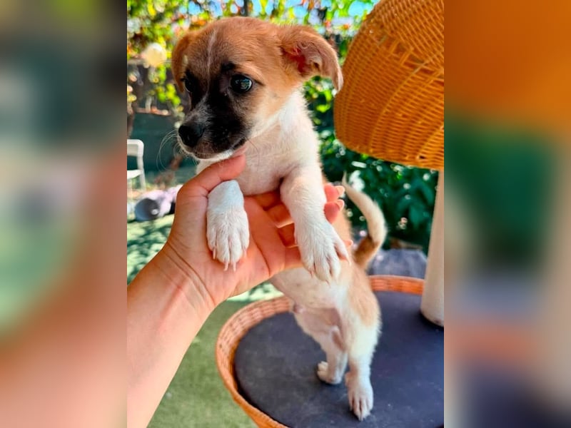 Teddy, kleinbleibender Welpenjunge sucht seine Familie