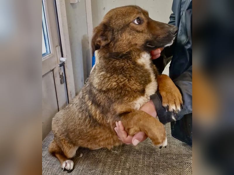 Dankbare, super sanfte Meg