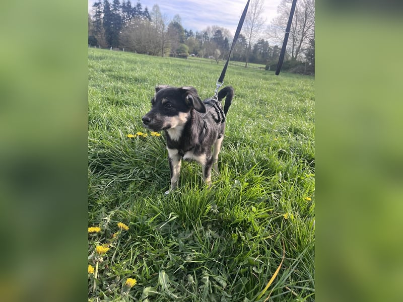 Kurti - Welpe sucht liebevolles Zuhause