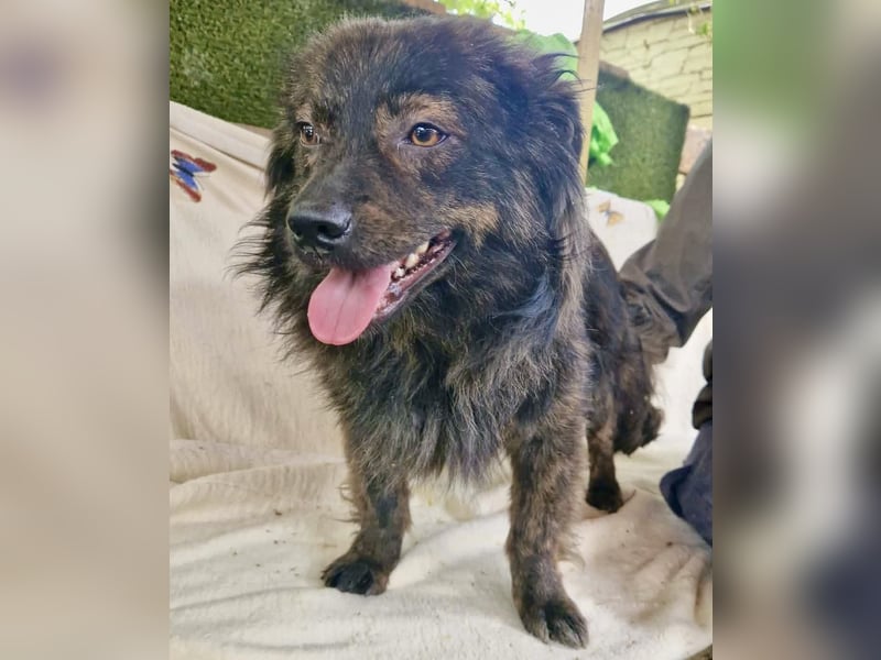 Eddie – kleine verletzte Seele sucht Menschen mit Herz und Geduld