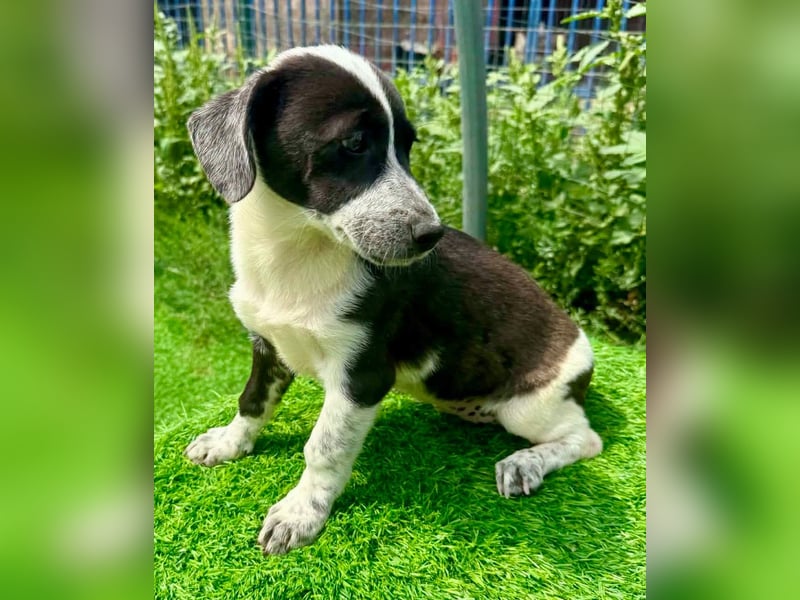 Nika, kleines Glück auf vier Pfötchen