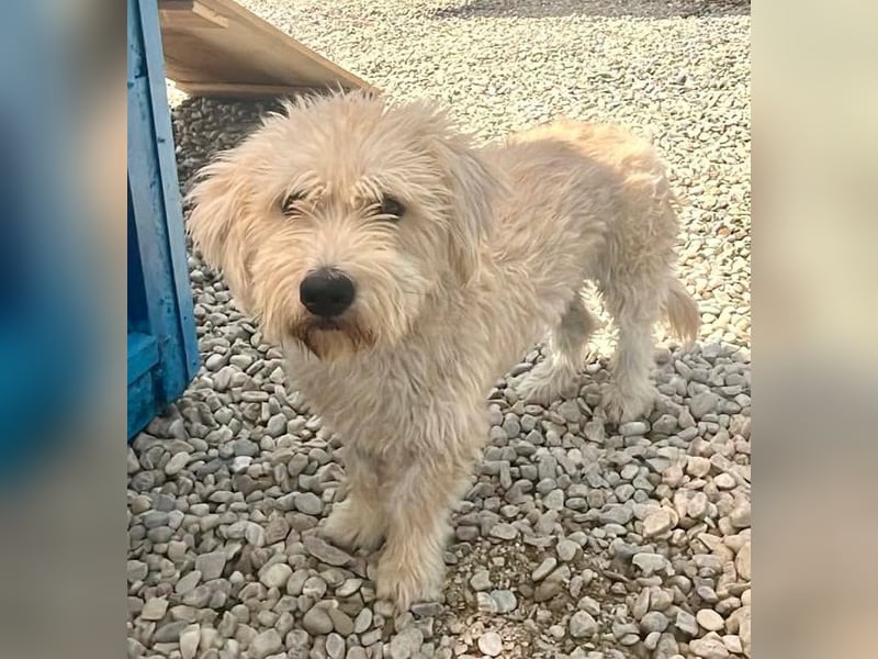 Cooper, plötzlich ist sein Zuhause weg...