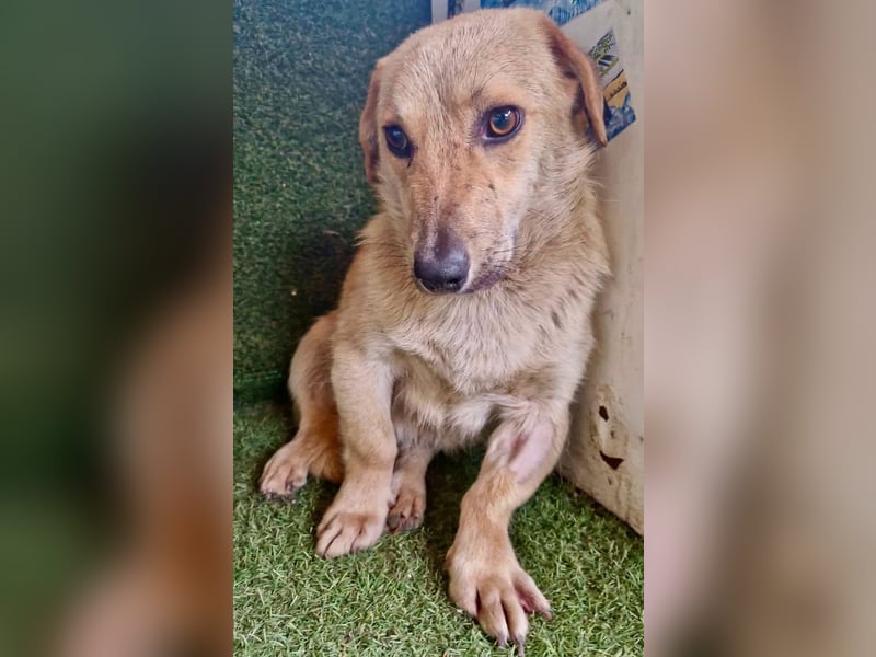 Chaplin – kleiner Hundemann sucht sein großes Glück