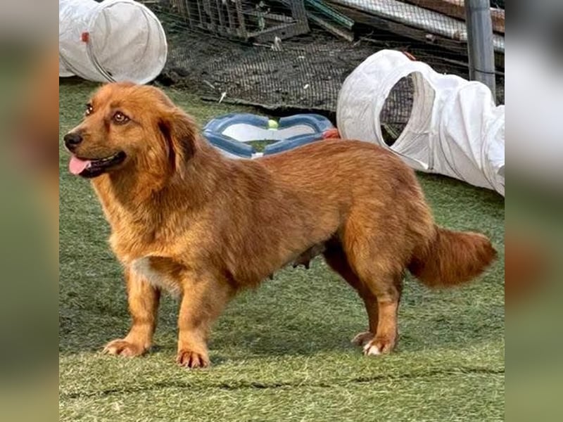 Katzenverträgliche , kleine Zoe