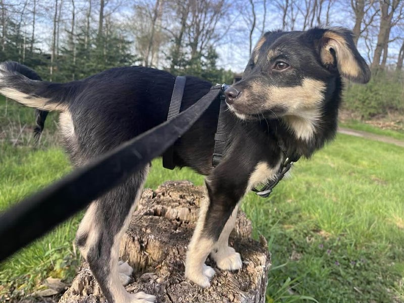 Kurti - Welpe sucht liebevolles Zuhause