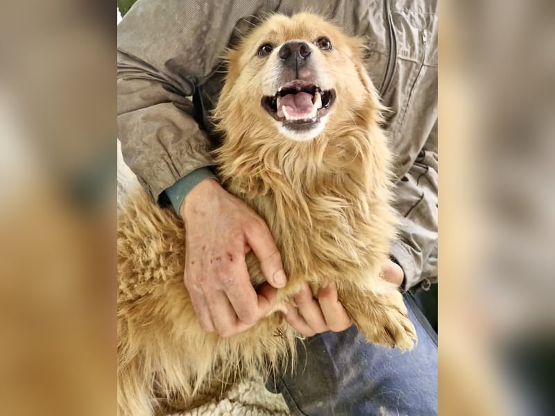 Socke – fröhlicher kleiner Grinsebär sucht sein Glück