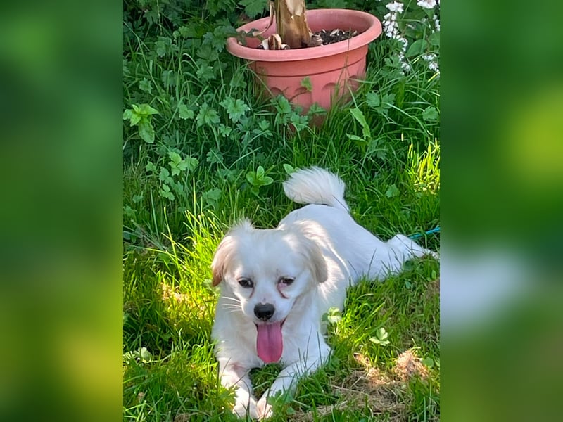 Ulli - entspannter Familienhund zum Verlieben