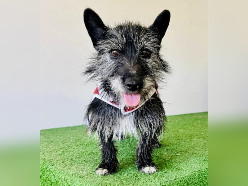 Fröhliche Terrier-Mix-Hündin Finja sucht liebevolles Zuhause