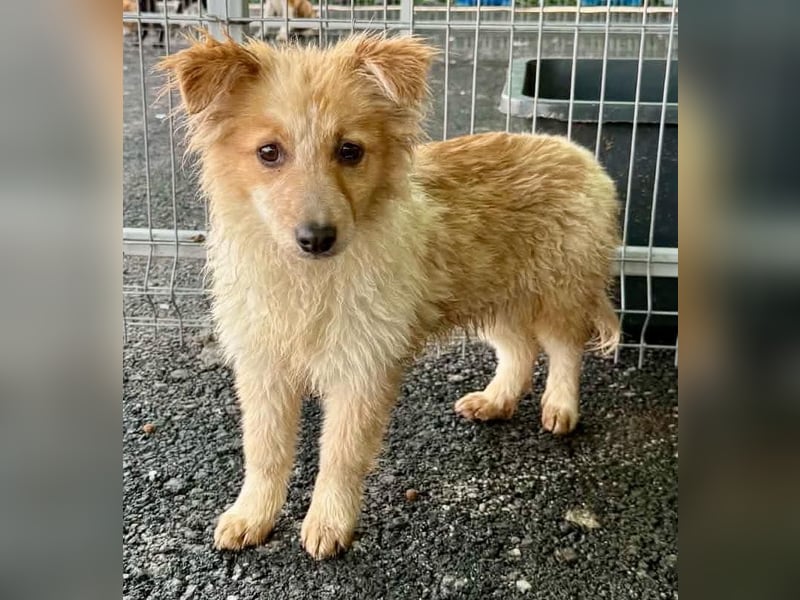 Lani – kleines Hundekind auf der Suche nach Geborgenheit