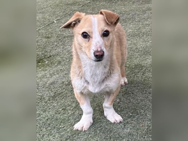 Kuschelhund Chester braucht seine Menschen