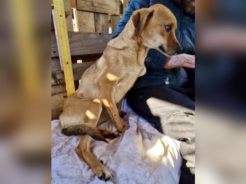 Coco - freundliche Schmusemaus