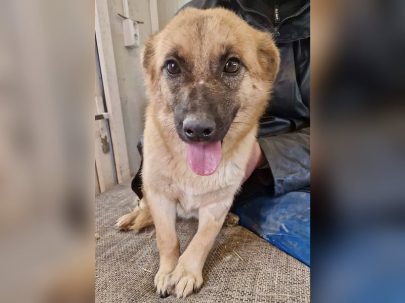 Super sanfte Pfötchengeberin Ava