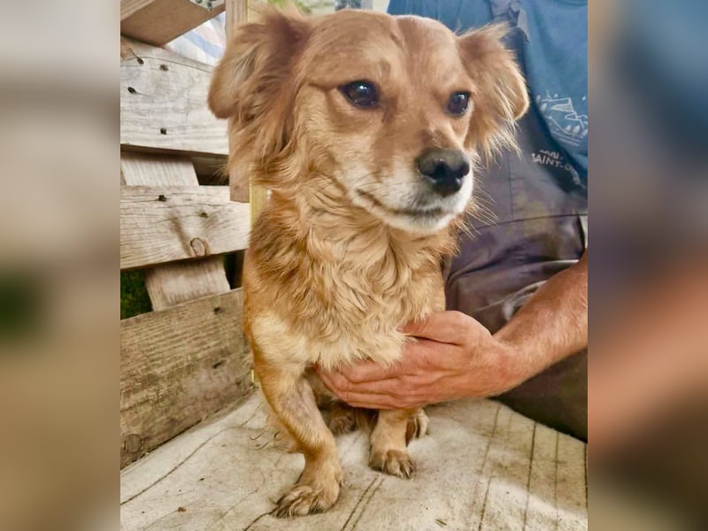 Kleine Leni sucht ein liebevolles Zuhause