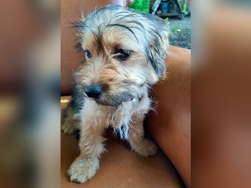 Zuckersüßes Welpenmädchen Elsie - geboren, um zu leben.