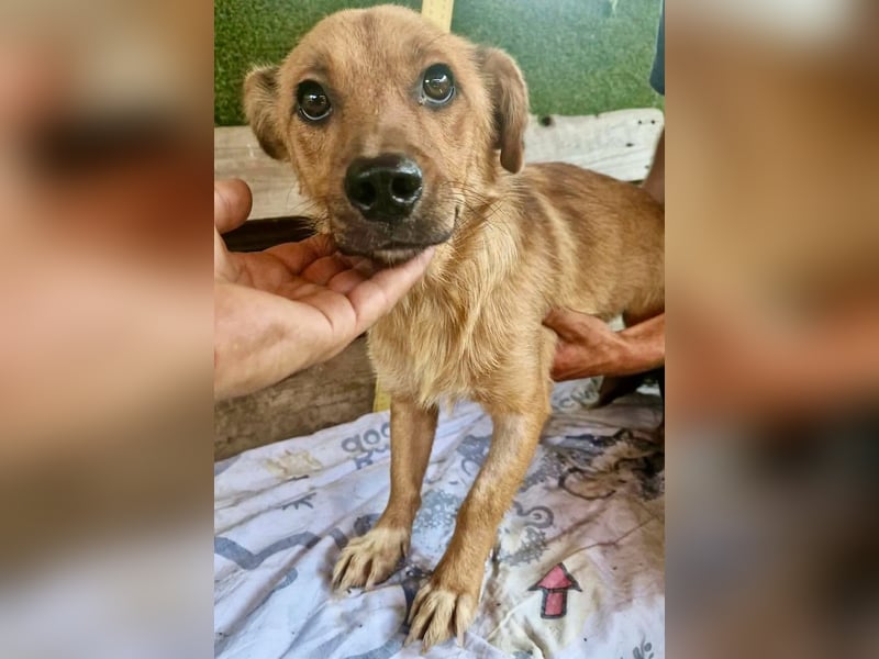 Perry, kleiner Schatz sucht wieder ein Zuhause