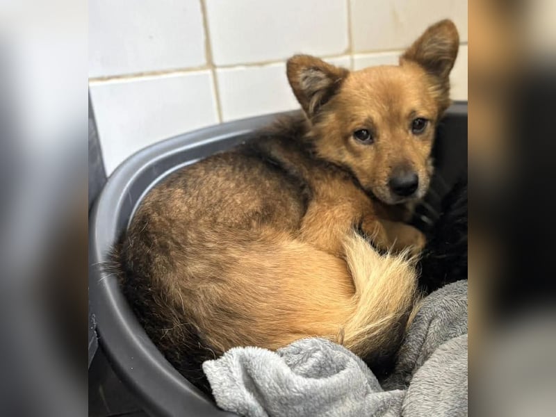 Bildhübscher Schatz Nico