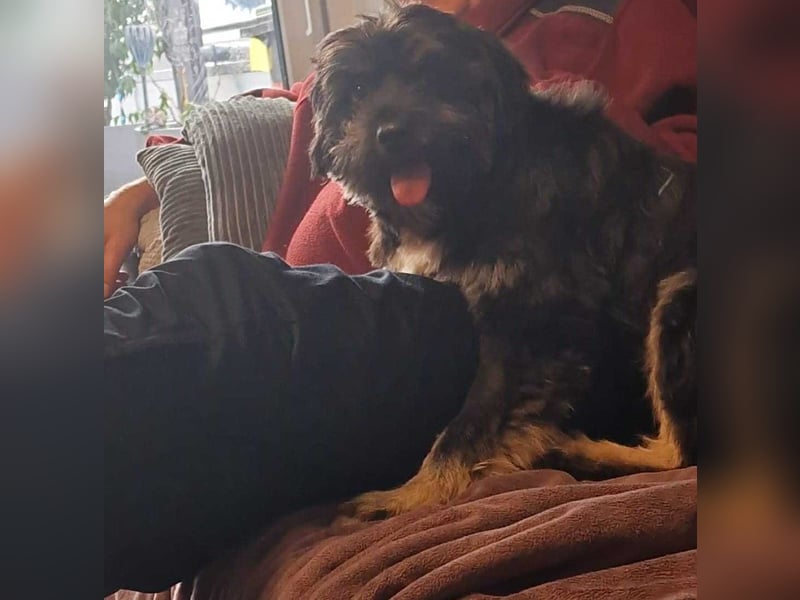 Kuschelbär Anton auf der Suche nach seiner Familie