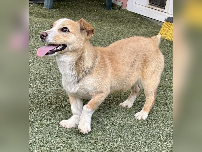 Kuschelhund Chester braucht seine Menschen