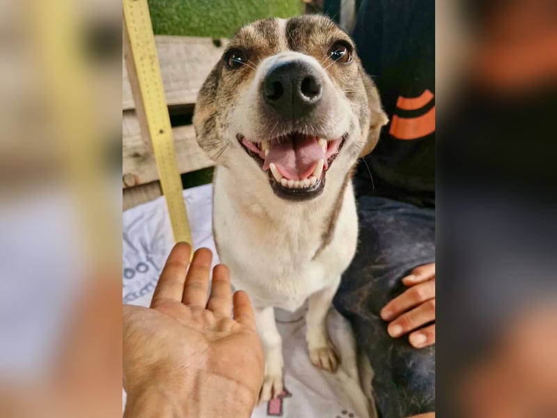 Lara, kleine Maus sucht wieder Liebe