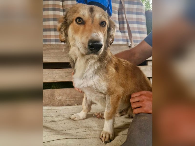 Leroy, ein sanfter kleiner Schatz sucht sein großes Glück.