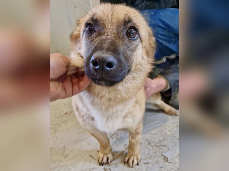 Super sanfte Pfötchengeberin Ava