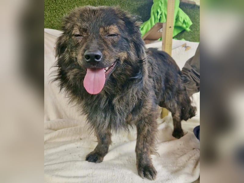 Eddie – kleine verletzte Seele sucht Menschen mit Herz und Geduld
