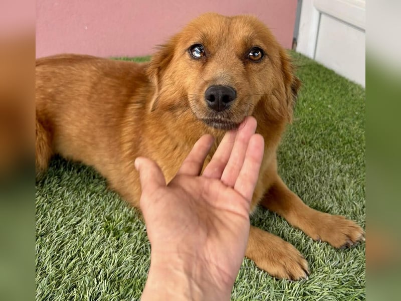 Katzenverträgliche , kleine Zoe