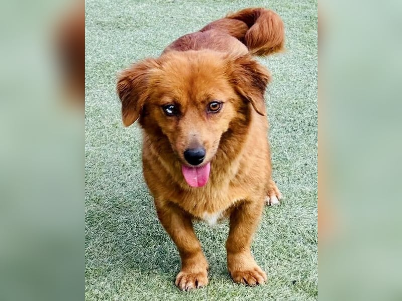 Katzenverträgliche , kleine Zoe