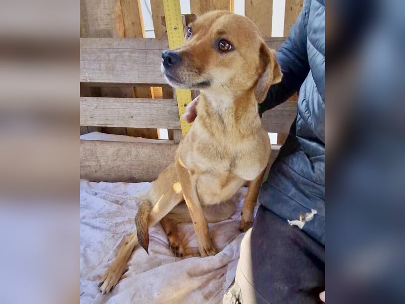 Coco - freundliche Schmusemaus