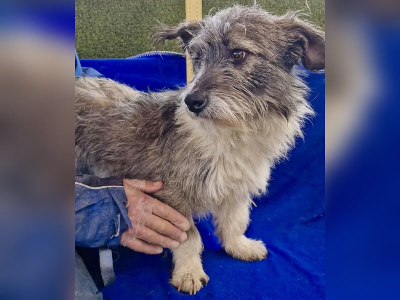 Kleiner Scottie sucht sein Glück