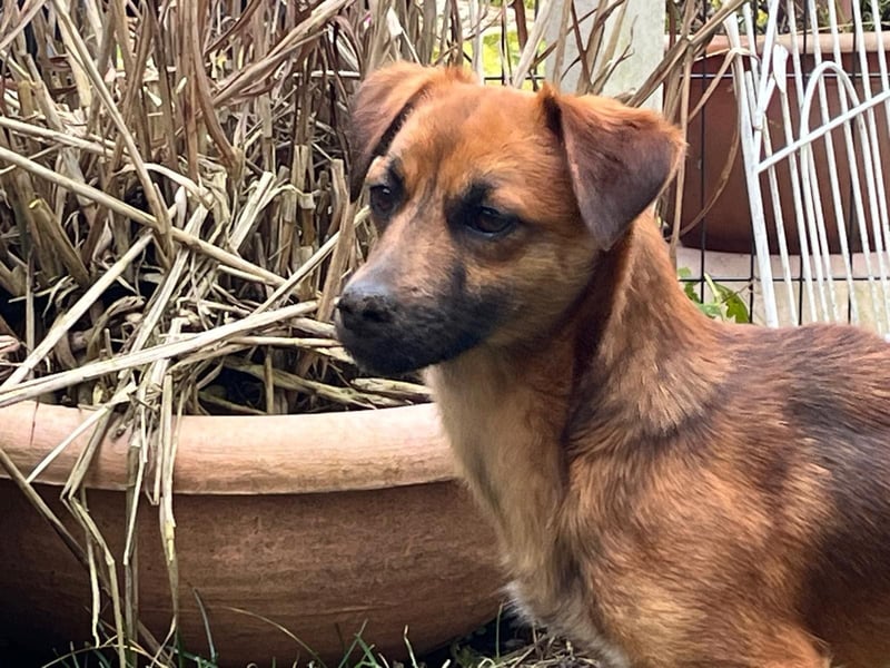 Kleine Allrounderin Nika sucht Familienanschluss