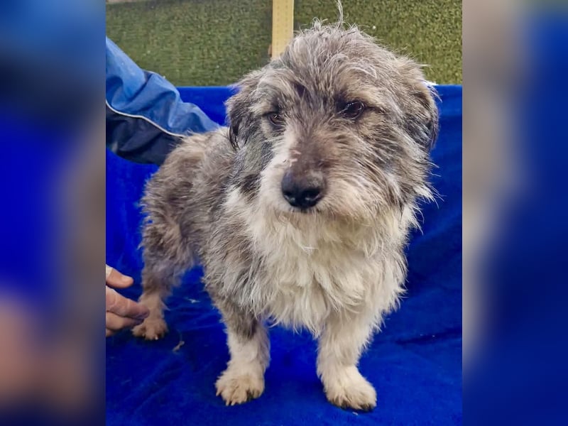 Kleiner Scottie sucht sein Glück