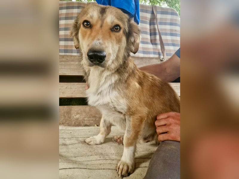 Leroy, ein sanfter kleiner Schatz sucht sein großes Glück.