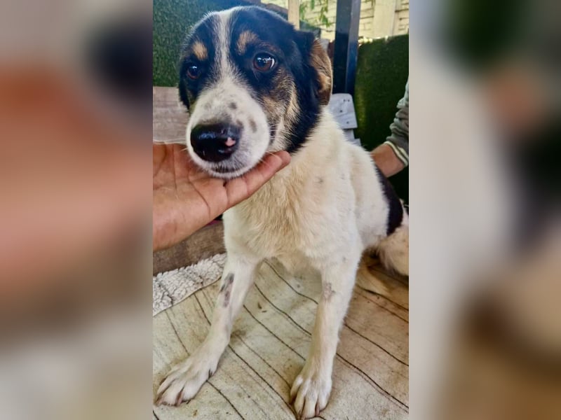 Duddly , fröhlicher Sonnenschein sucht seine Familie