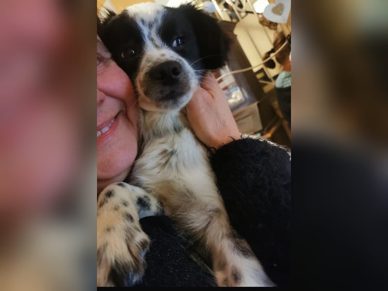 Merlin sucht dringend ein Zuhause