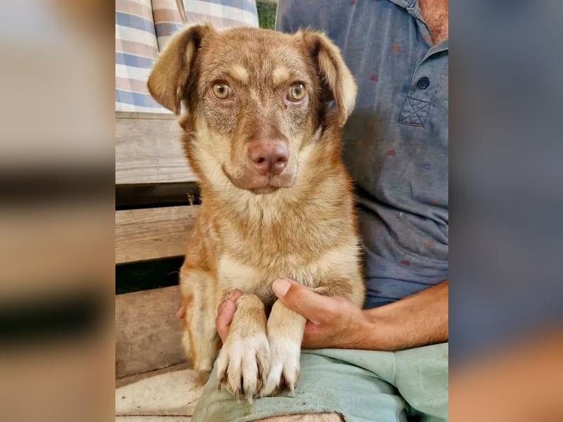 Sanfte Bambi sucht Menschen, die ihre Seele heilen