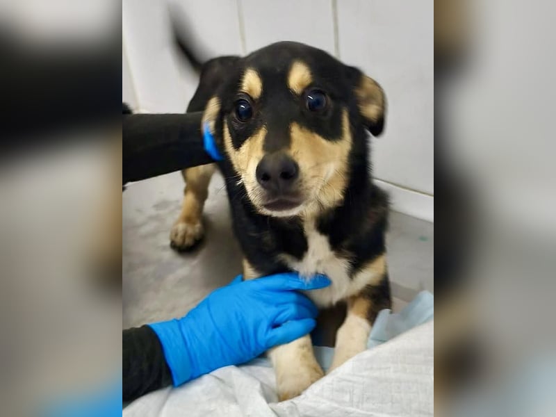 Kleiner Sonnenschein Aris…