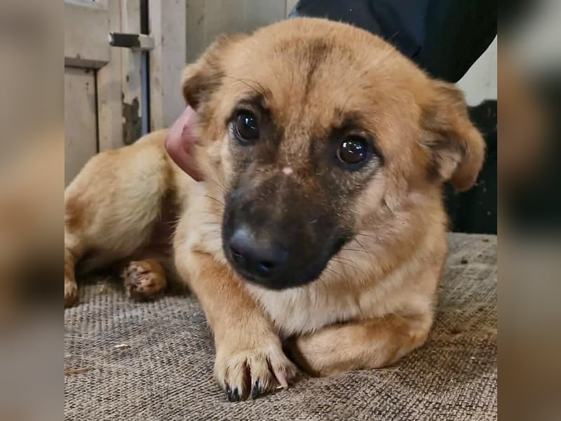 Zaubermaus AVA sucht ihr Zuhause