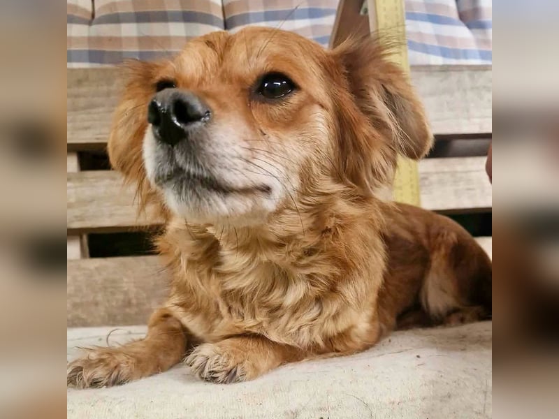 Kleine Leni sucht ein liebevolles Zuhause