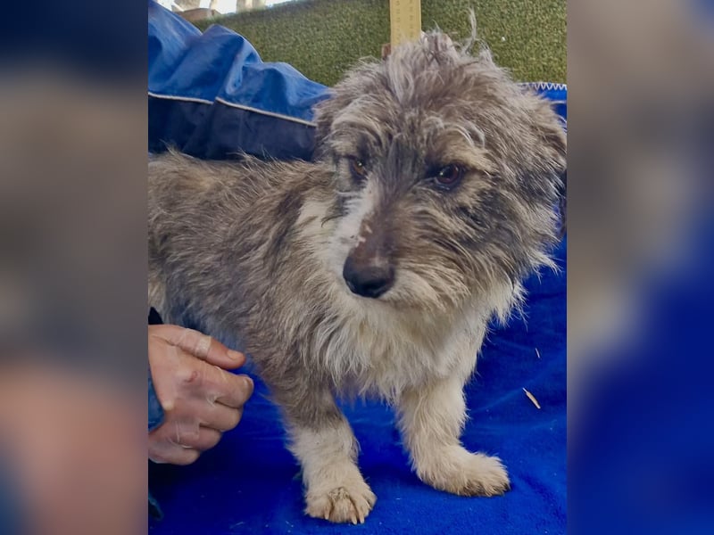 Kleiner Scottie sucht sein Glück