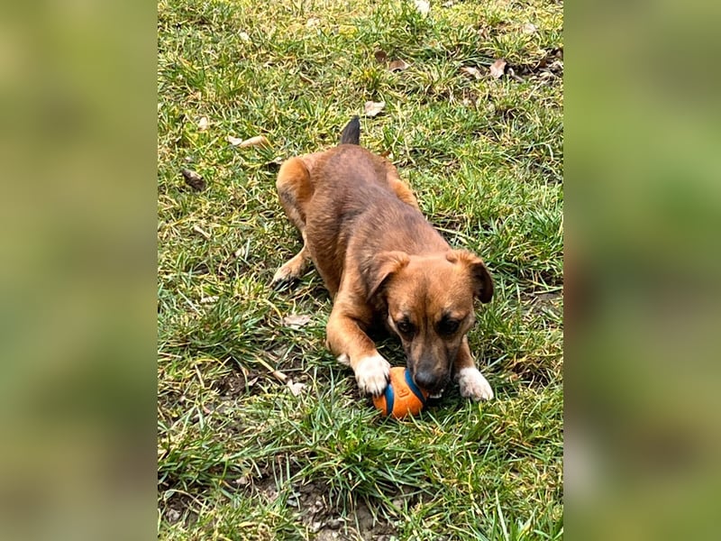 Kleine Allrounderin Nika sucht Familienanschluss