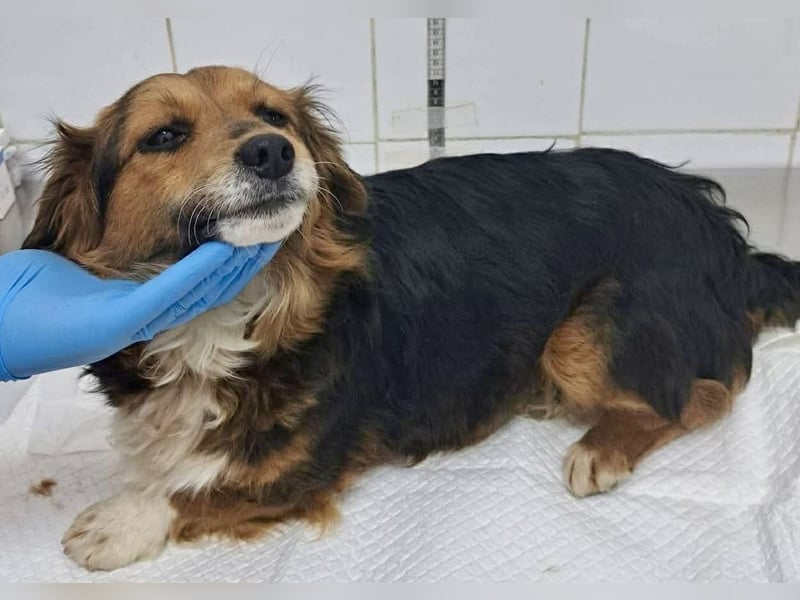 Mini Knutschkugel Kessie